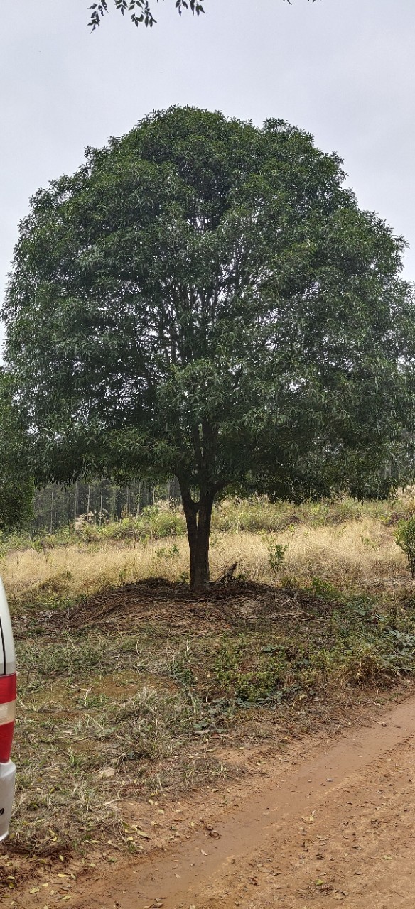 供应大规格桂花树30-60公分