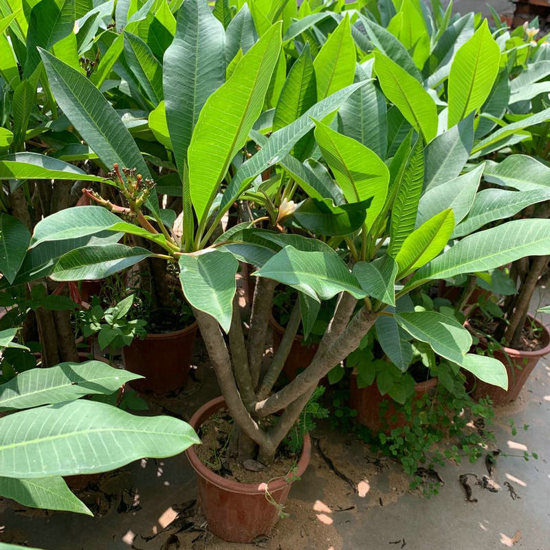 鸡蛋花盆栽鸡蛋花苗红黄鸡蛋花苗鸡蛋花树苗绿植室内阳台盆栽