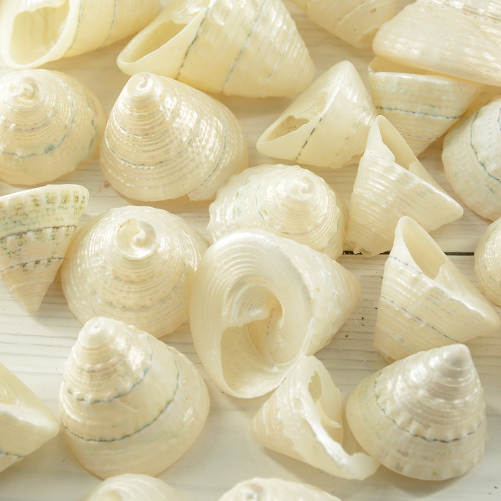 福海人家/银宝塔螺 去皮夜光螺 寄居蟹鱼缸造景家居装饰品海螺