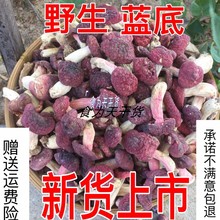 新货武夷山野生小红菇福建特产红椎菌干货红蘑菇小菇蕾