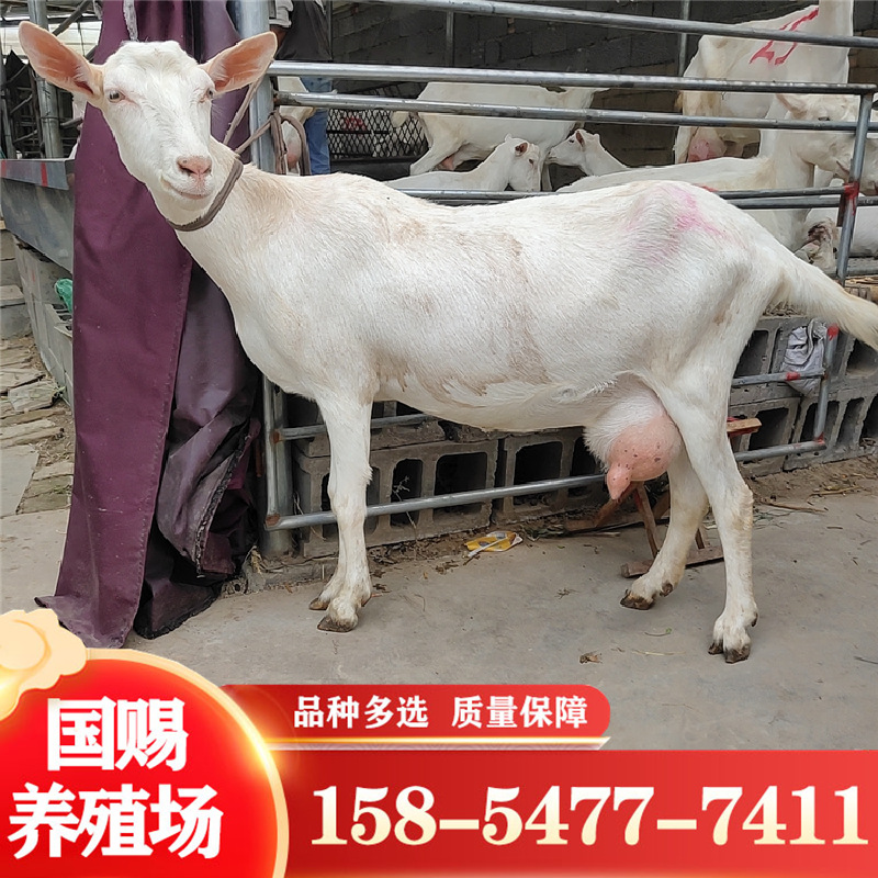 萨能奶山羊每天产12斤奶的母羊养殖场二胎白山羊带崽出售红鹿奶羊