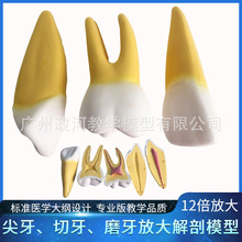 人体牙齿模型磨牙尖牙切牙2部件解剖放大牙齿结构大牙齿标本 模型