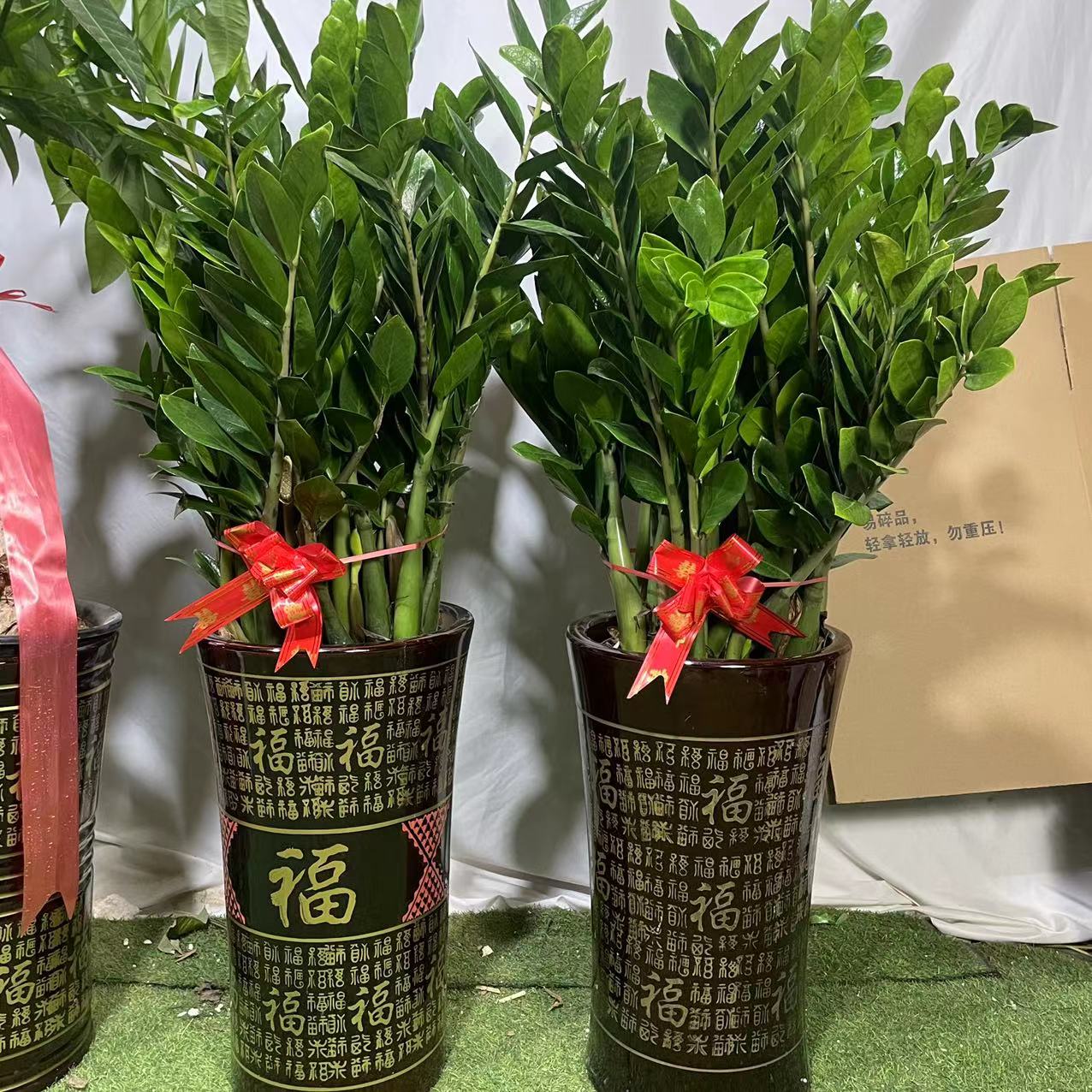 金钱树大盆栽室内绿植乔迁开业送礼办公室植物吸甲醛好养活北欧风