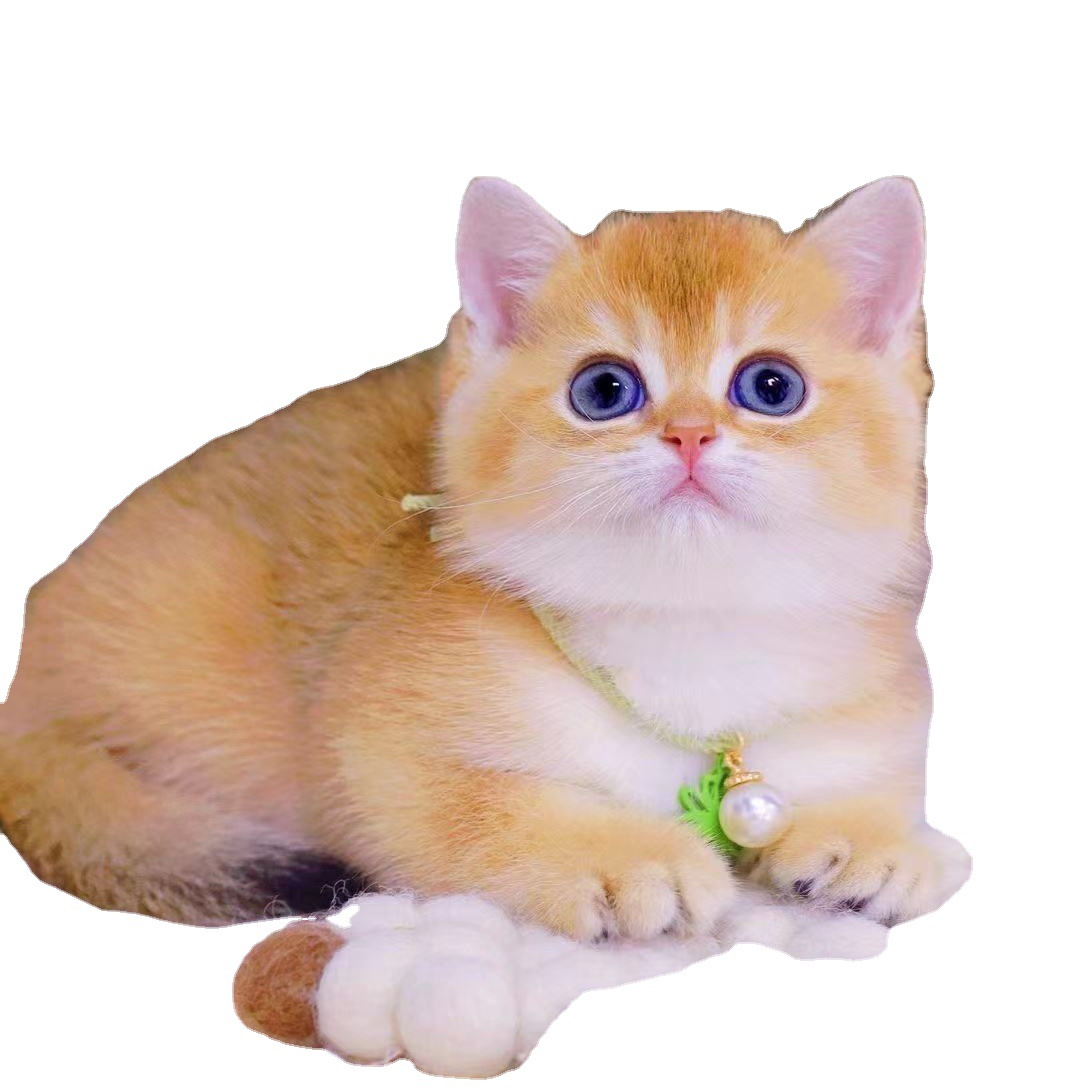 纯种金渐层金建成英短11色12色银渐层活的可爱瞄猫咪英国短毛猫