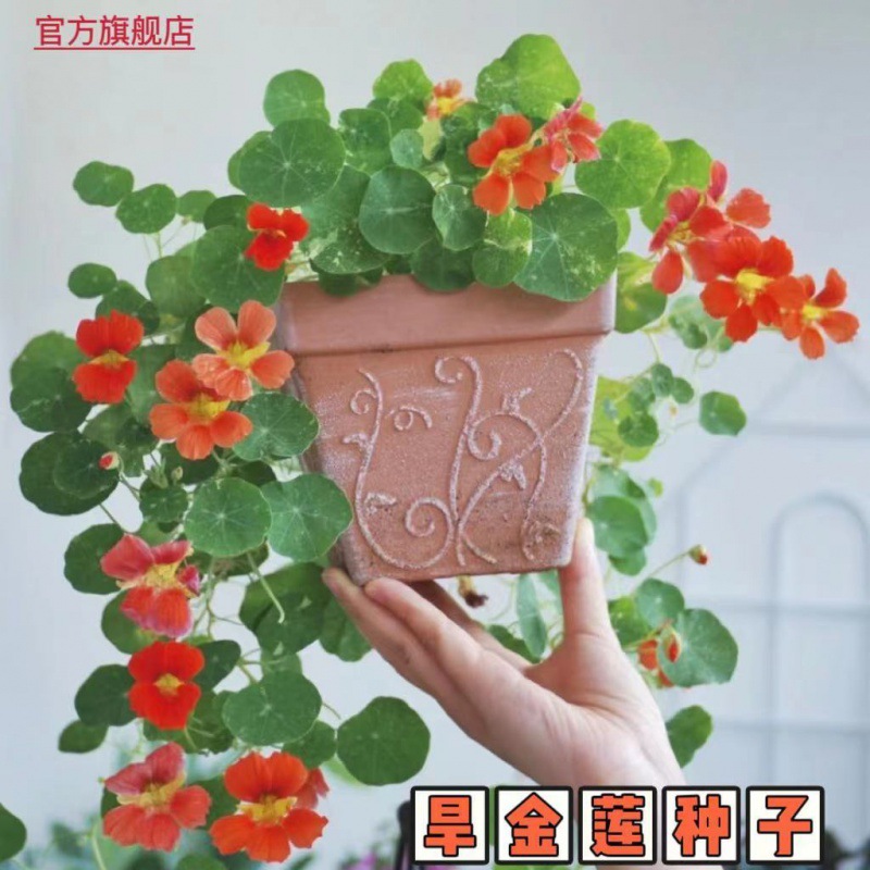 旱金莲种子垂吊旱荷花籽草种乌金莲花籽四季盆栽易种爬藤攀爬吊兰