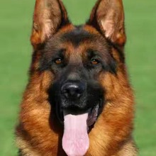 德国牧羊犬赛级黑背大型警犬德牧看家护院双血统纯种德牧幼犬活体