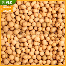 厂家销售 农家黄豆 杂花豆 大粒黄豆 食用黄豆