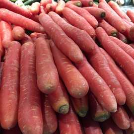 红芯胡萝卜