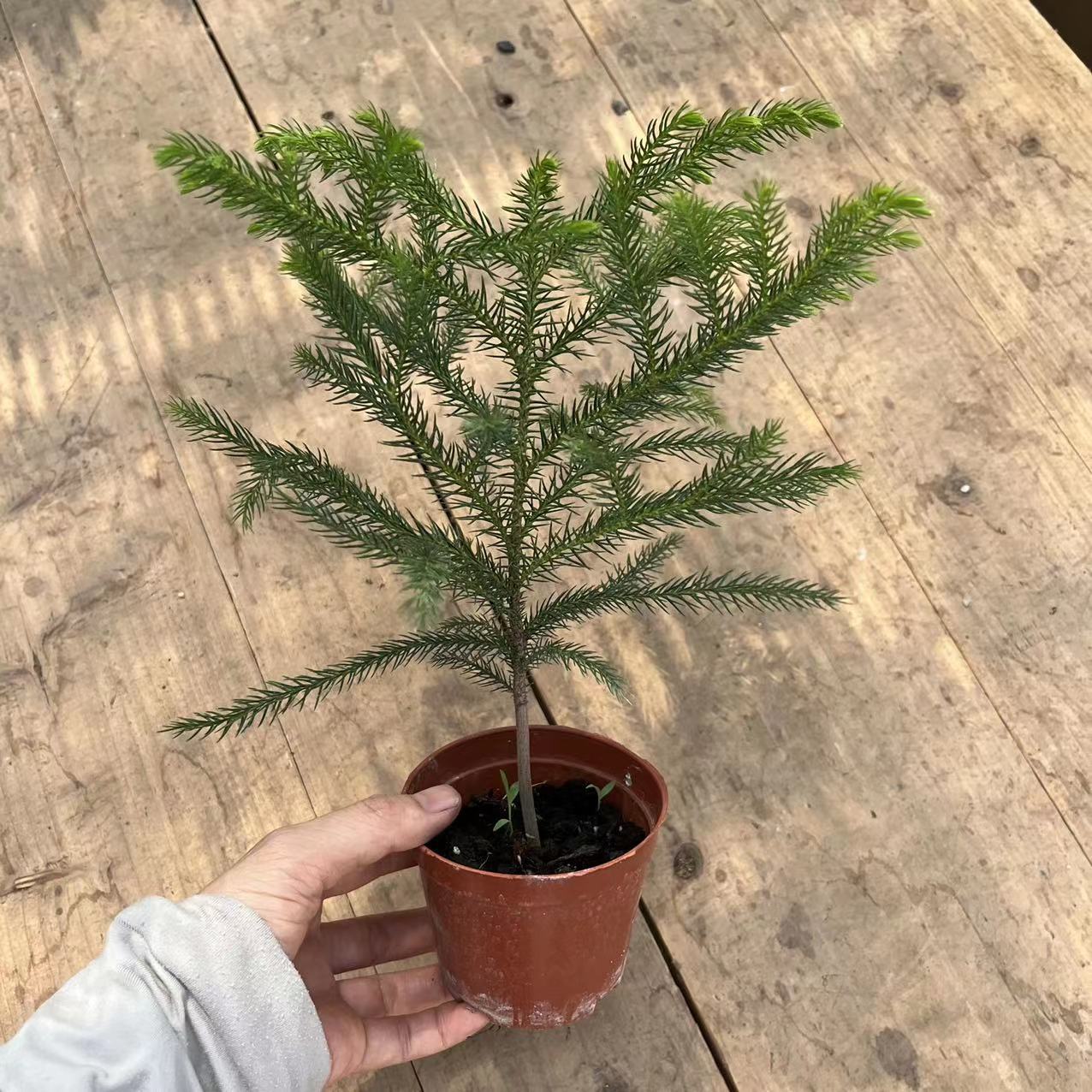 【基地直批】90# 南洋杉办公室客厅招财植物四季常青室内好养绿植