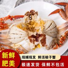 梭子蟹鲜活超大特大公蟹母蟹新鲜海螃蟹海鲜水产飞蟹白蟹红膏蟹