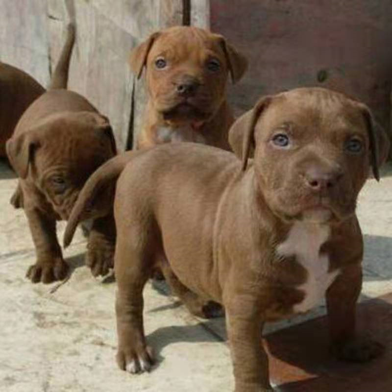 出售比特犬三个月幼犬血统犬大骨架大型比特犬斗狗狩猎三针疫苗全