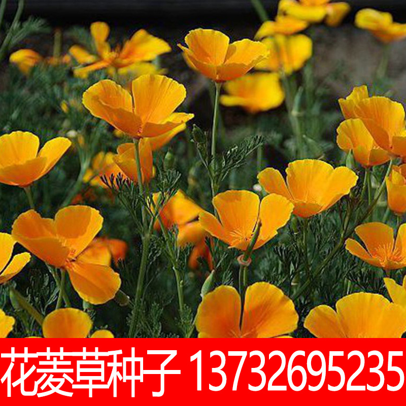 花菱草种子户外景观多年生耐寒花凌草种籽庭院阳台春秋播花卉种子