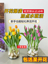 荷兰郁金香种球盆栽水培植物室内百合鲜花四季开花好养活水仙花卉