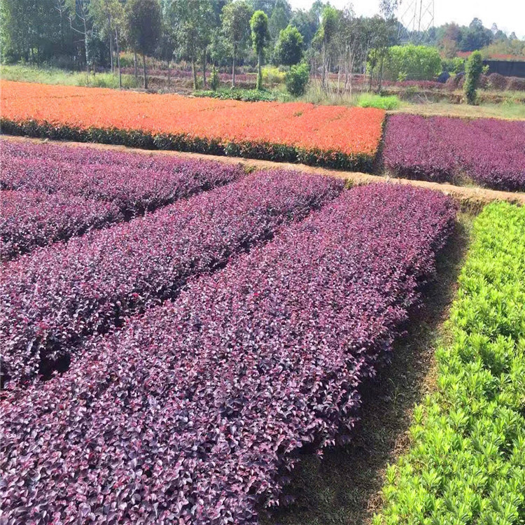 庭院绿化篱笆红花檵木 红叶树围栏红继木 紫叶植物红花继木小