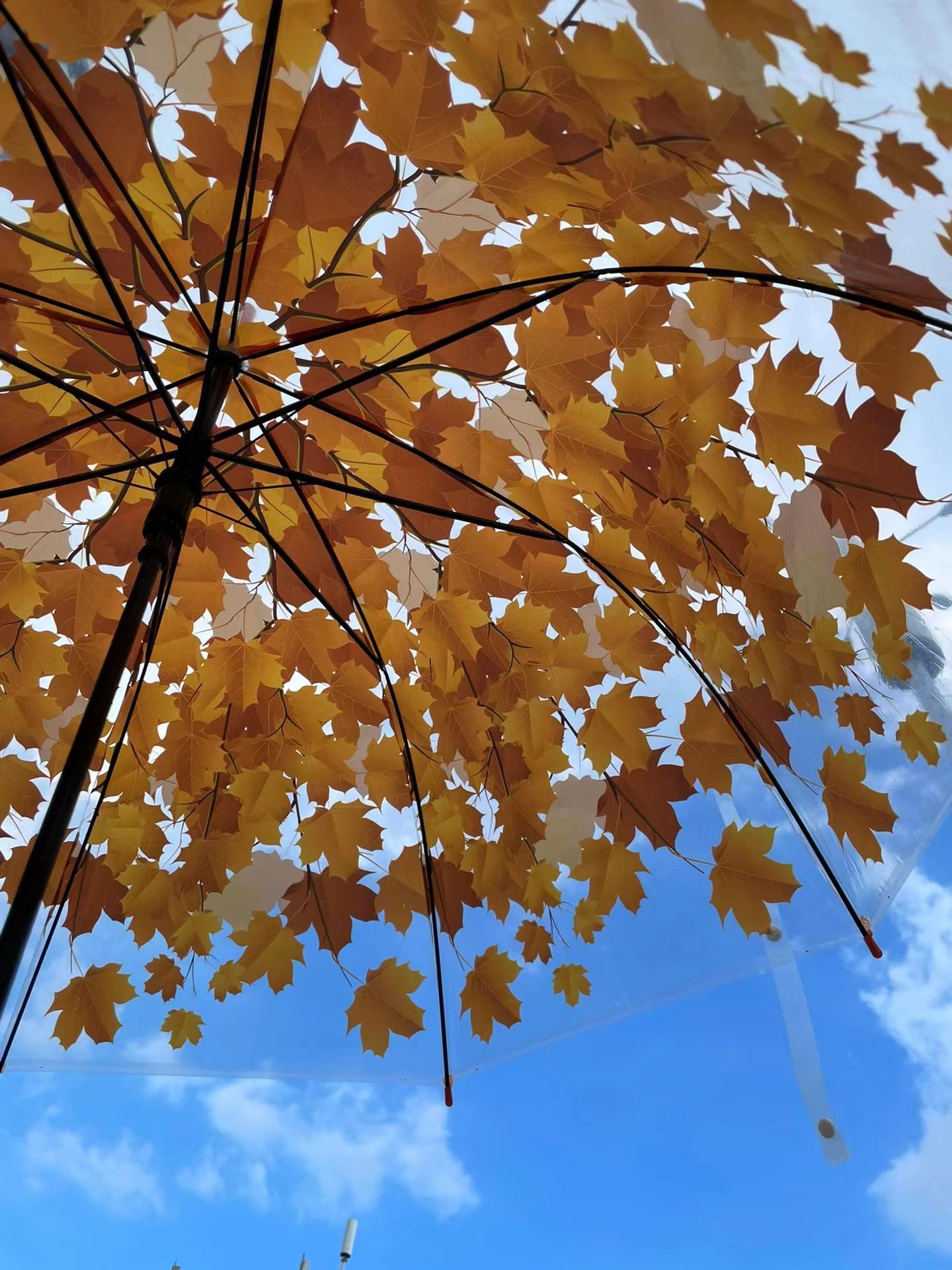 枫叶雨伞长柄透明樱花雨伞拱形树叶伞蘑菇伞遮雨鸟笼伞树叶雨伞跨