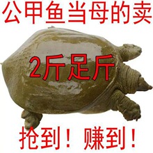 【2只包邮】甲鱼团鱼鳖小甲鱼甲鱼苗 6两 特价 当天打捞 运到包活