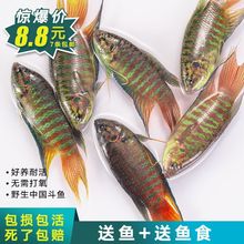 中国斗鱼活体观赏鱼好养耐活小型混养淡冷水热带养不死的懒人鱼苗