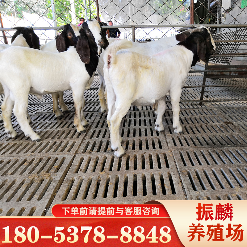 怀孕波尔山羊价 波尔山羊养殖场哪里有 一个月幼肉羊养殖多久