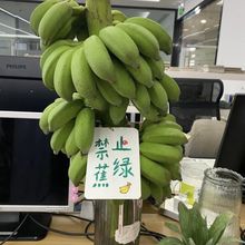【禁止蕉绿】整串带杆芭蕉花办公室水培小米蕉新鲜连果插花绿植