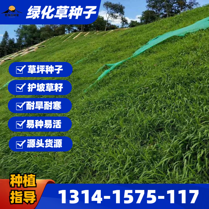 护坡草种子批发四季青草坪种子狗牙根黑麦草高羊茅草籽绿化宽叶草