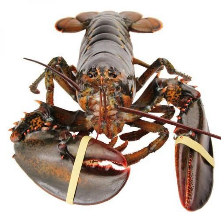 波士顿龙虾大波龙鲜活海鲜速冻澳洲澳龙超大特大1只装1至10斤海产