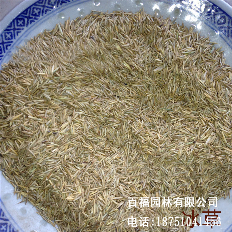 批发牧草种子 冰草草种牧草种子饲养牧草种子