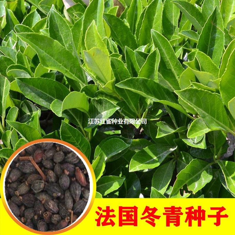 法国冬青种子 日本珊瑚树种子 冬珊瑚法青种子红果冬青籽篱笆围栏