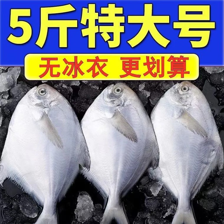 顺丰包邮银鲳鱼东海国产新鲜野生银鲳鱼平鱼海捕批发白鲳鱼速冻
