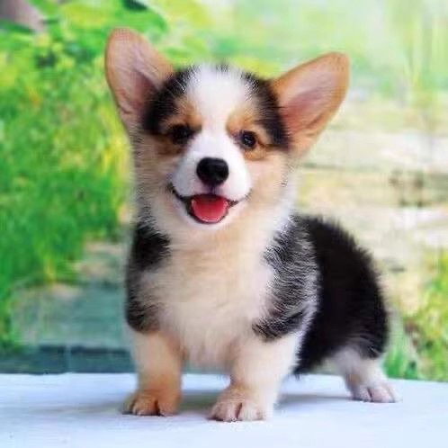 纯种柯基犬幼犬活体两色柯基双色柯基三色柯基黑白柯基小短腿柯基