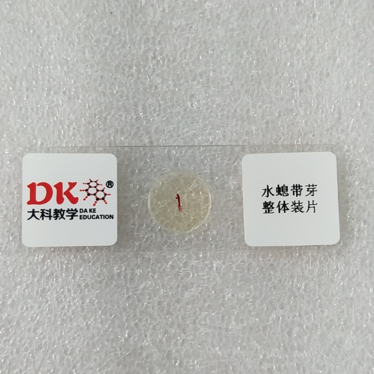 大科教学 水螅带芽整体装片 生物切片标本 中小学使用 载玻片