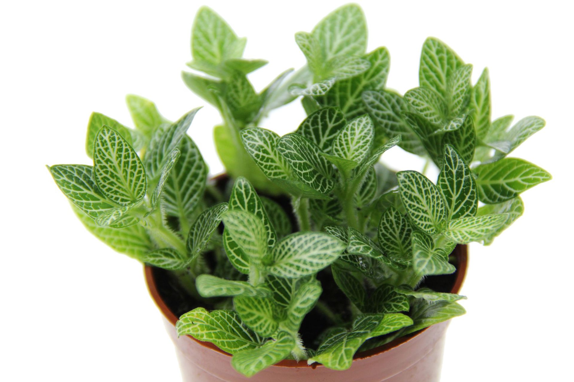 微景观植物 白色网纹草 白天使网纹草 80号盆 室内迷你小盆栽