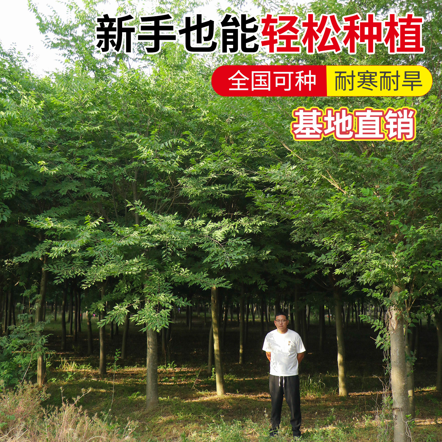 红榉树苗血举小苗别墅庭院行道大型耐寒彩叶绿化风景树小叶榉树苗