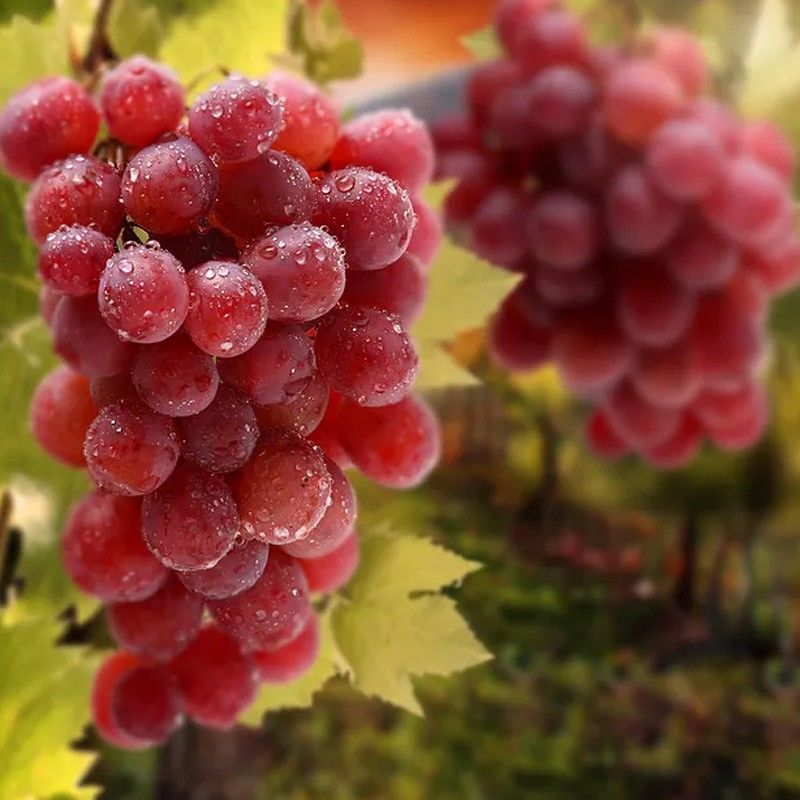 5斤包邮新鲜当季红提子整箱克伦生葡萄孕妇水果多汁高甜批发