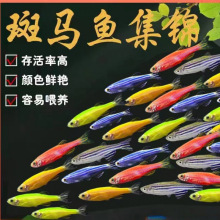 斑马鱼观赏鱼小型淡水好养热带鱼红绿灯金鱼小孔雀鱼鱼苗