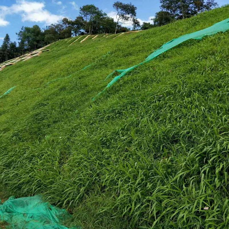 护坡草种子绿化草籽边坡草坪种子四季青复绿狗牙根黑麦草高羊茅