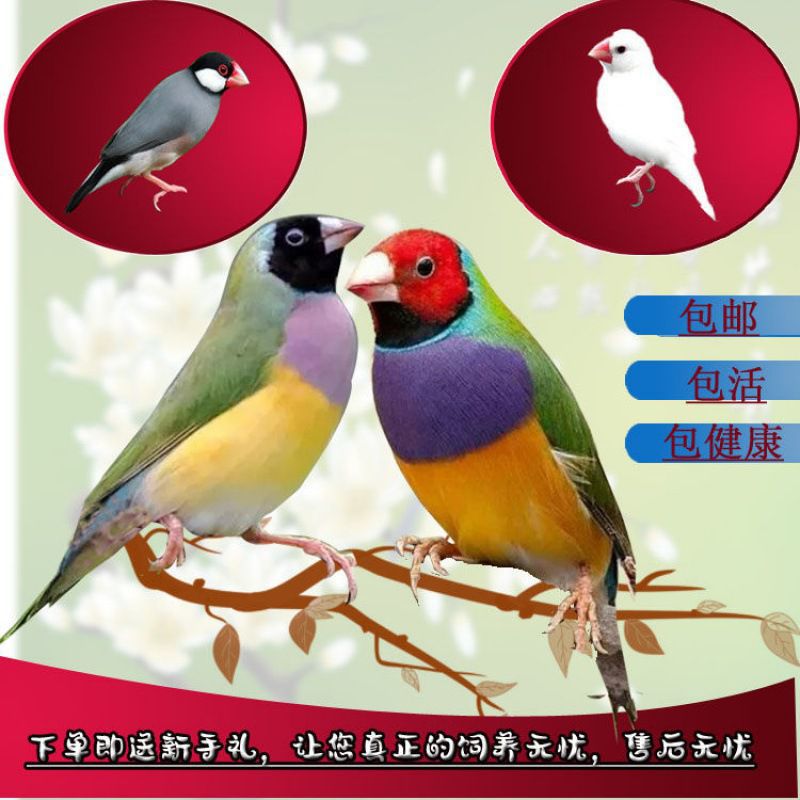 小鸟七彩鸟灰白珍珠鸟文鸟保姆鸟人工繁殖活观赏鸟放生鸟宠物鸟包