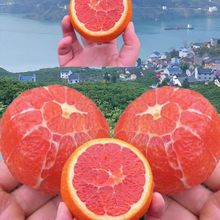 彩箱恋春秋中华红橙血橙甜橙子秭归脐橙当应季新鲜水果5/9斤跨境