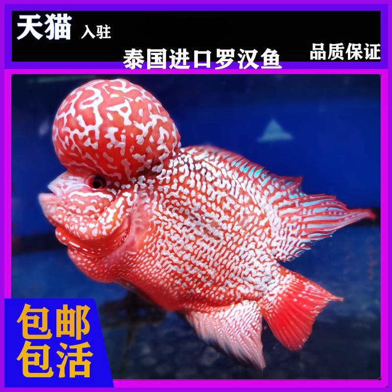 泰国罗汉鱼苗泰金红德萨金花火凤凰珍珠热带鱼马骝鸿运
