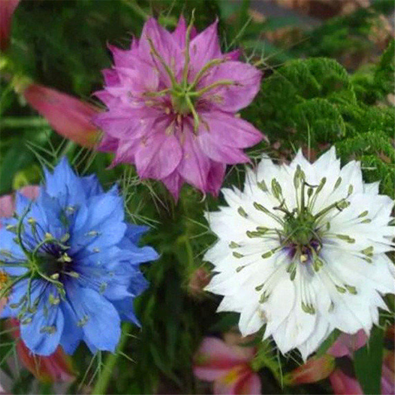 黑种草种子混色香草波斯宝石黑子草阳台盆栽植物四季景观花海花籽