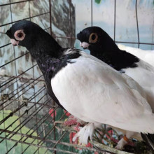 新疆豆眼白,两头乌,红头,标价是运费_阿里巴巴找货神器