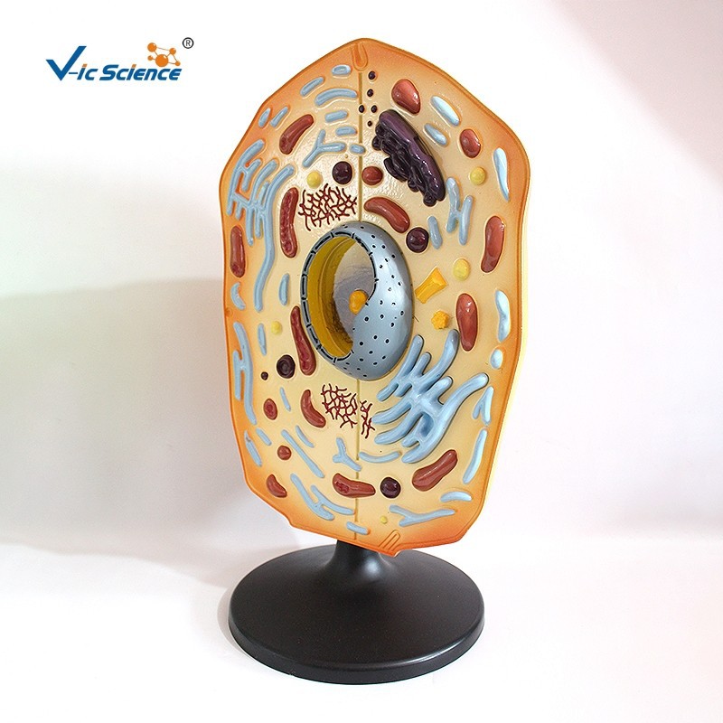 中小学生物教学展示 教育器材 动物细胞模型-阿里巴巴