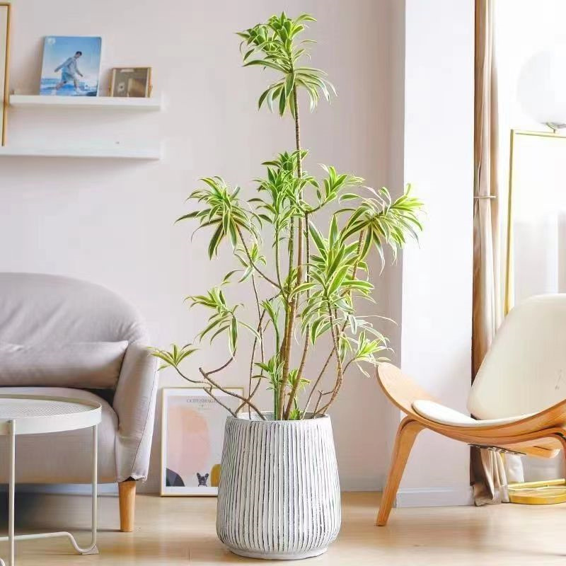 金边百合竹大型落地盆栽细叶金心造型绿植室内客厅乔迁居家植物