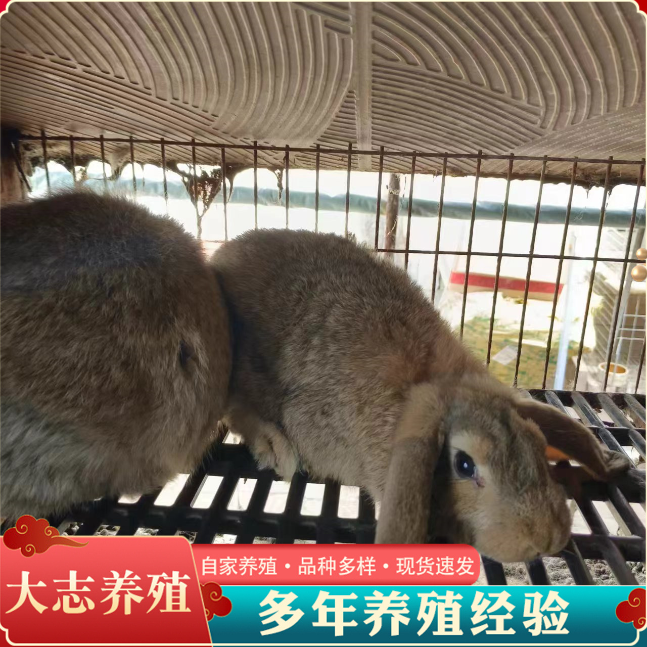 巨型肉兔活体法国垂耳公羊兔幼年公羊兔购销纯种公羊兔-阿里巴巴