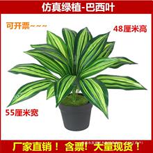 仿真植物假花人造塑料花木园艺装饰公司摆件巴西木黄铁树大斑马叶