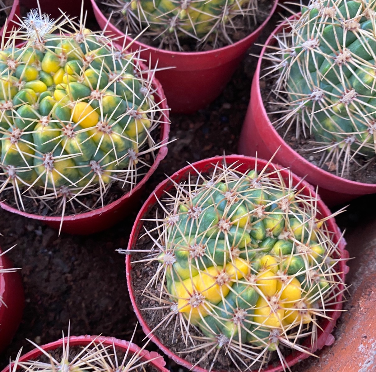 耕耘锦 仙人球落 黄色散斑锦 自然颜色黄色锦 园艺批发 多肉植物