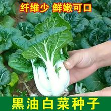 真好吃黑油白菜种子农田菜园盆栽阳台四季蔬菜奶白菜籽易种