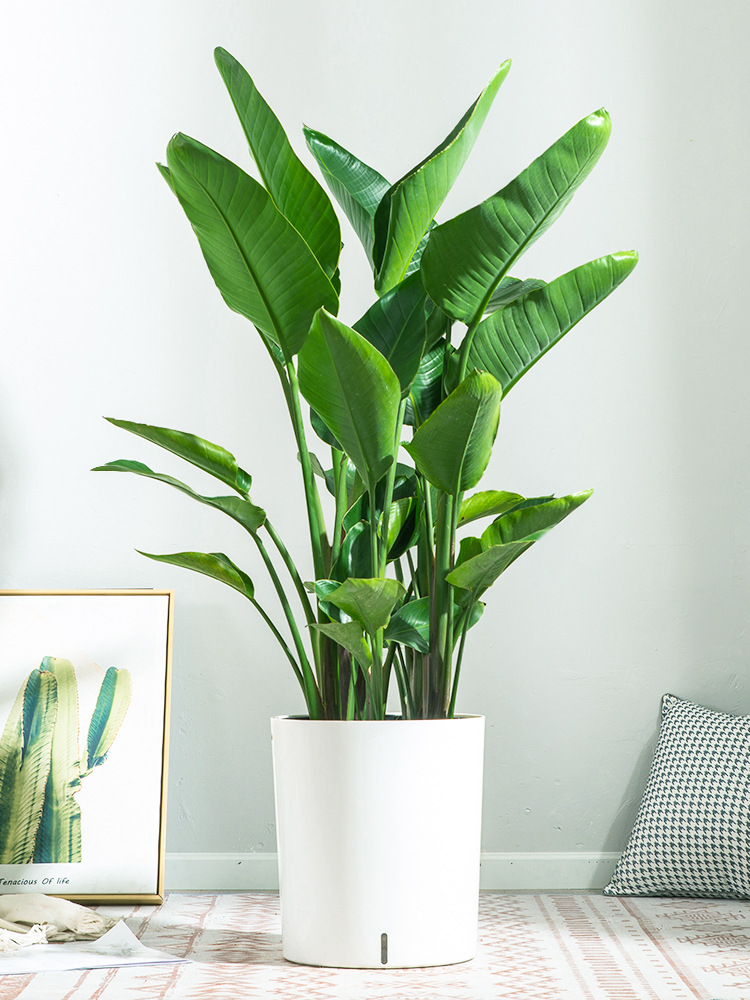天堂鸟居家室内大型盆栽办公室绿植吸甲醛网红客厅鹤望兰绿色植物