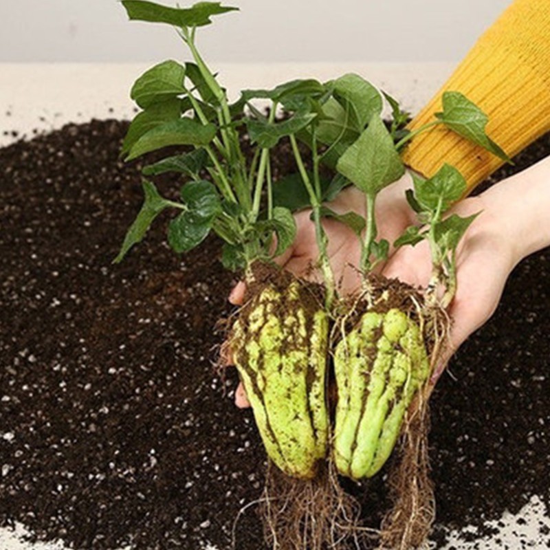 佛手瓜苗种苗佛手瓜种籽四季种植蔬菜苗子种子龙须菜菜种带土苗芽