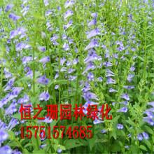 基地批发花卉种子 半枝莲旱金莲种子景观花海 四季种植量大从优