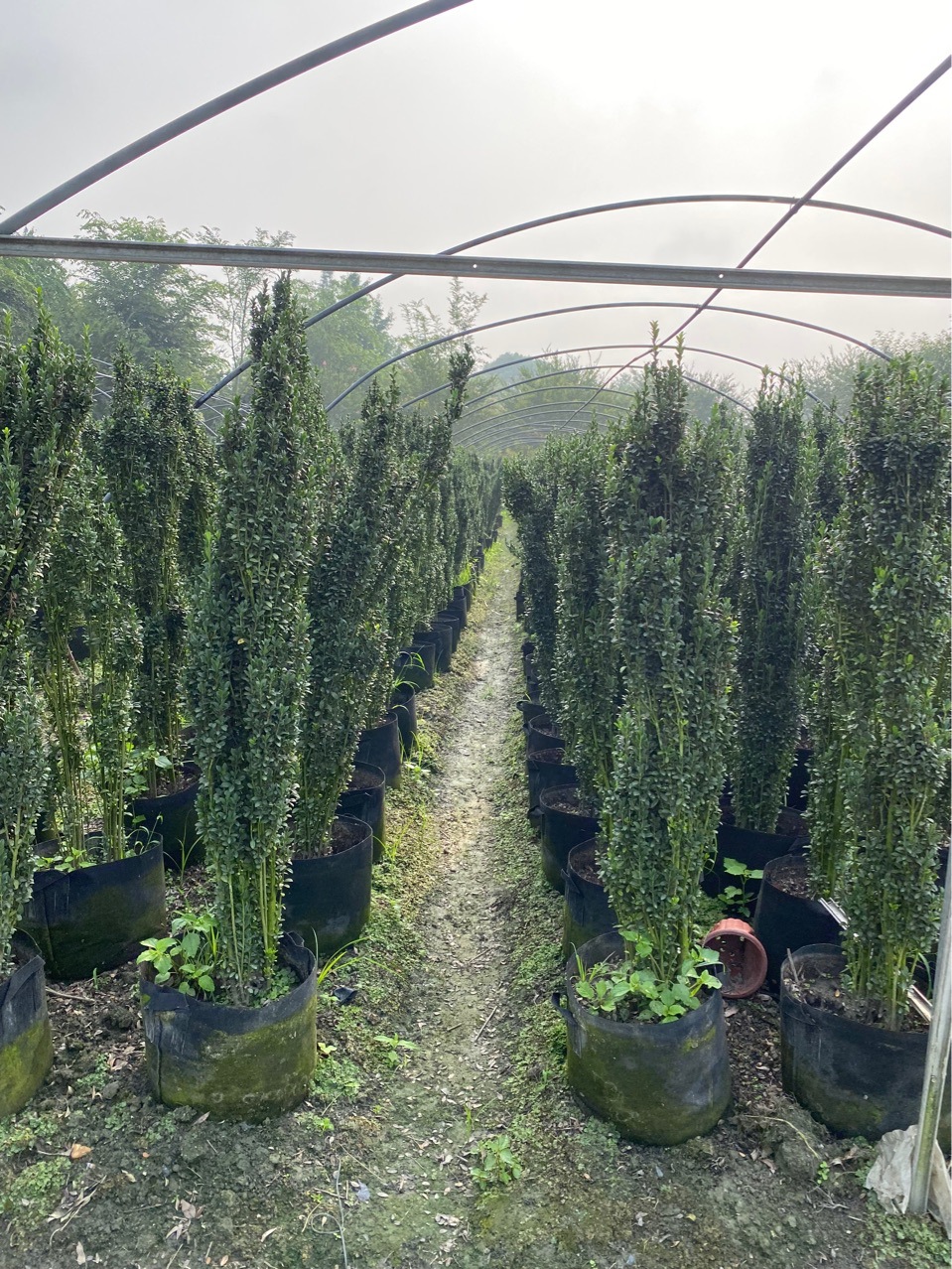 成都直立冬青批发 直立冬青基地-阿里巴巴